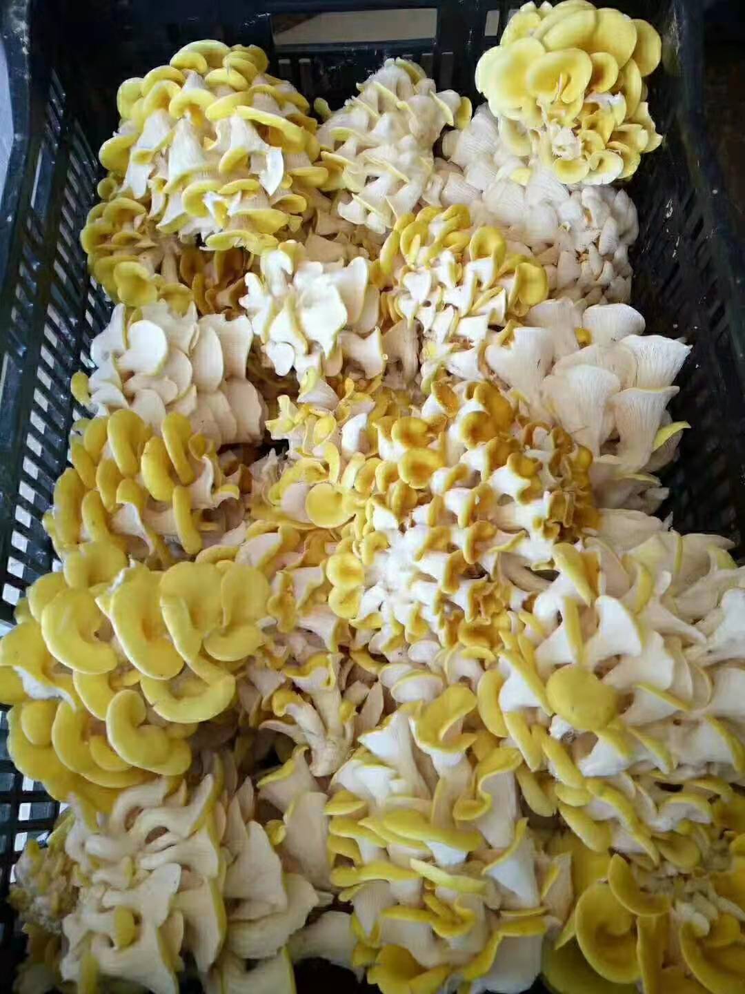 鲜鸡油菌黄金菇鸡油黄菇 带盒约250g 特色食材 顺丰到家